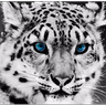 Leopard_Lord